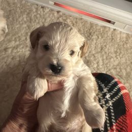 Parker - White male Miniature Schnauzer puppy in Newton, Alabama from Grace’s Schnauzers Paradise USA