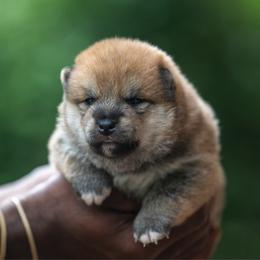 Boy 4 - Red male Shiba Inu puppy in Hephzibah, Georgia from Evenfalls Shiba Inu