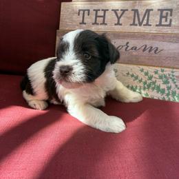 Clove - Liver male Miniature Schnauzer puppy in Hemet, California from Journee Home Mini Schnauzers
