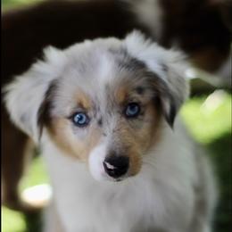 Miniature Australian Shepherd and Toy Australian Shepherd Puppies from Stone & Sage ATX Toy & Mini Aussies