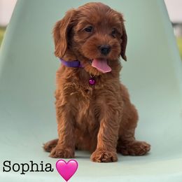 Girl 1 - Red female Australian Labradoodle puppy in Waco, Texas from RainPuddle's Labradoodles