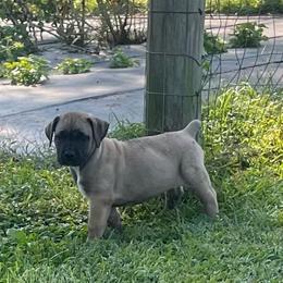 Sprout - Brown female Boerboel puppy in Guysville, Ohio from Fueled Kennel