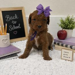 Purple Girl - Red female Cavapoo puppy in Waskom, Texas from Pearls & Curls doodles & poodles
