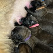 Leonberger Puppies from Lowenbach Kennels