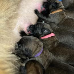 Leonberger Puppies from Lowenbach Kennels