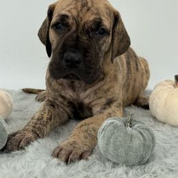 Josie - Brindle female Great Dane puppy in Michigan from Ohana Great Danes of Michigan