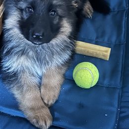 German Shepherd Puppies from Golden Ridge