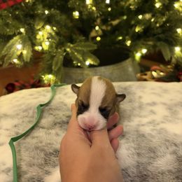 Green Collar - Red male Pembroke Welsh Corgi puppy in Elberton, Georgia from Lonesome Boone Corgis