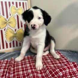 Ravioli - White and black female Bordoodle puppy in Valley Center, California from Circle R Valley Bordoodls