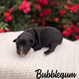 Bubblegum - Black tri-color female Australian Shepherd puppy in Jena, Louisiana from Diamond 5 Aussies