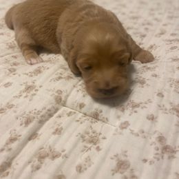 Dachshund puppies from A&W Doxies