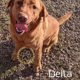 Delta - Labrador Retriever