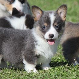 American Corgi, French Bulldog, and Pembroke Welsh Corgi Puppies from Moonstone Corgis & Frenchies