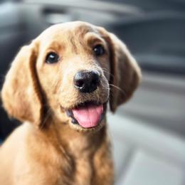 Rockin Robin - Red female Labradoodle puppy in Lansing, North Carolina from Murphy Manor Mountain Doodles