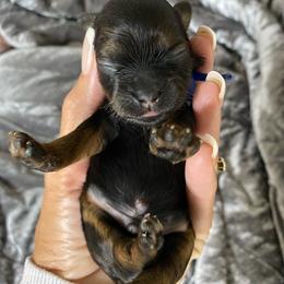 Cookie - Black gold and white male Shihpoo puppy in Millsap, Texas from Gaston’s Posh Poodles and Doodles