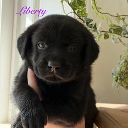 Liberty - Black female Labrador Retriever puppy in Tomahawk, Wisconsin from Mahner Labs