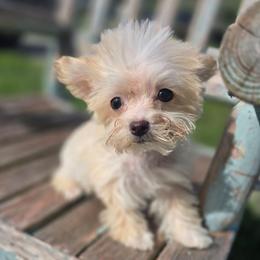 Bannon - Apricot male Maltipoo puppy in Lebanon, Kentucky from Mosaic Merle Doodles