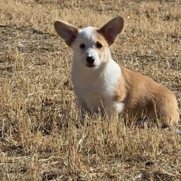 Mortie - Red male Pembroke Welsh Corgi puppy in Anton, Texas from X Bar's Lil Legs of Texas