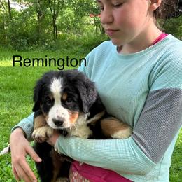 Remington - Black rust and white male Bernese Mountain Dog puppy in Strasburg, Ohio from Lois Allison