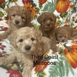 Maltipoo Puppies from Third Coast Maltipoos