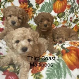 Maltipoo Puppies from Third Coast Maltipoos
