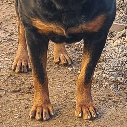 Luzie - Rottweiler