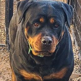 Luzie - Rottweiler