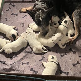 Girl 1 - Australian Cattle Dog puppy in Maryland from Hernwood Heelers & Poodles