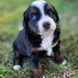 CLARA - Black female Companion Cross puppy in Viking, Minnesota from Son Shine Farm