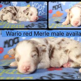 Wario - Red merle male Australian Shepherd puppy in Squaw Valley, California from A&M Australian Shepherds