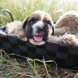 Gretchen - Fawn female Boxer puppy in Russellville, Missouri from Soaring Royalty Canines LLC