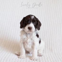 Aqua Collar Girl - Chocolate female Australian Labradoodle puppy in Thousand Oaks, California from Lovely Doodle Lane