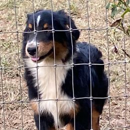 Boy5 - Red tri-color male Miniature American Shepherd puppy in Harmony, North Carolina from Carolina Pride Aussies