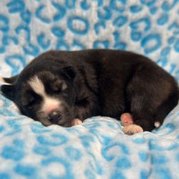 Seth - Agouti and white male Siberian Husky puppy in Centreville, Maryland from Huskies By the Bay