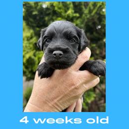 Chandler - blue collar - Black male Labradoodle puppy in Beavercreek, Oregon from Auburn Sky Labradoodles