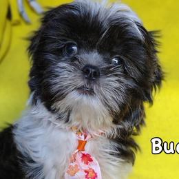 Buddy - Blue and white male Shih Tzu puppy in Cordova, Tennessee from TrueLine kennels