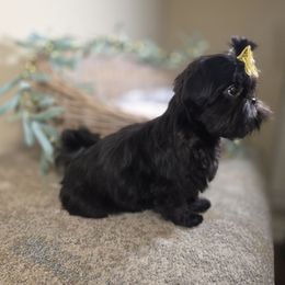 Bella AKC Exceptional Pedigree - Brindle female Shih Tzu puppy in Kings Mountain, North Carolina from Britany's Shih Tzus