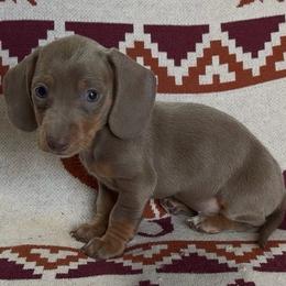 Tequila - Fawn (isabella) and tan female Dachshund puppy in Escalon, California from Dashing Dachshunds RF