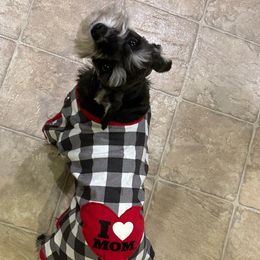 Bristol - Miniature Schnauzer