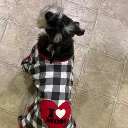 Bristol - Miniature Schnauzer