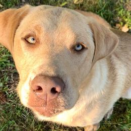 Labradoodle and Labrador Retriever All Grown Up from Cypress Kennels