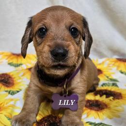 Lily-wirehair - Red female Dachshund puppy in Blair, Oklahoma from North Fork Doxies-Okla