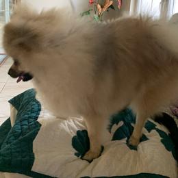 Pomeranian Puppies from Jonna's Poms