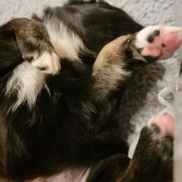 Australian Shepherd Puppies from Summit Australian Shepherds