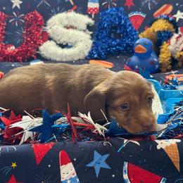 Colt - Dapple male Dachshund puppy in Staley, North Carolina from Langley Farms Dachshunds