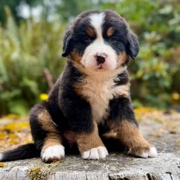 Cat Woman (Pink Collar) - Black rust and white female Bernese Mountain Dog puppy in Stanwood, Washington from Butter Cup Pups and Paws