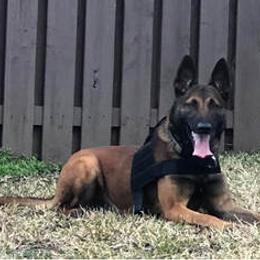 DIESL - Belgian Malinois