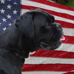 Bo - Boxer
