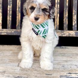 Boy 4 - Merle male Bernedoodle puppy in Salt Lake County, Utah from Coco Avenue Pups