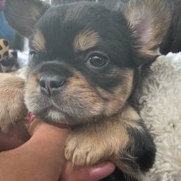 Luna - Black and tan female French Bulldog puppy in Alexandria, Virginia from Boss Lady Kennel
